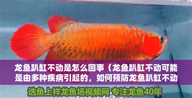龍魚趴缸不動是怎么回事（龍魚趴缸不動可能是由多種疾病引起的，如何預防龍魚趴缸不動）