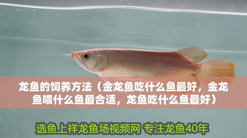 龍魚的飼養方法（金龍魚吃什么魚最好，金龍魚喂什么魚最合適，龍魚吃什么魚最好）