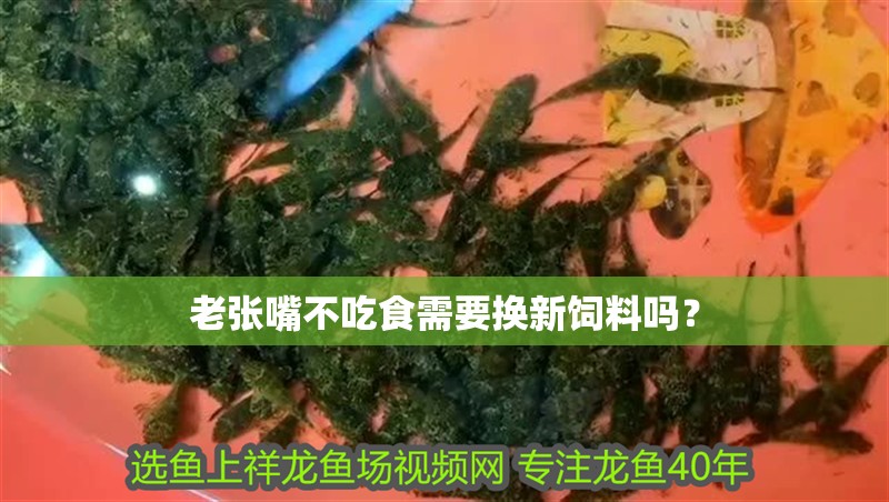 老張嘴不吃食需要換新飼料嗎？
