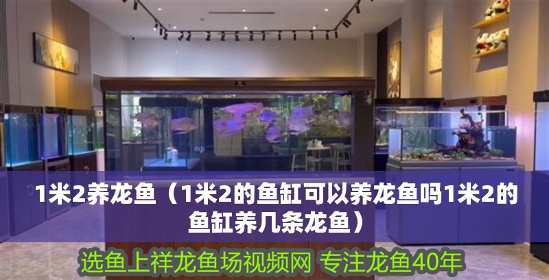 1米2養龍魚（1米2的魚缸可以養龍魚嗎1米2的魚缸養幾條龍魚）