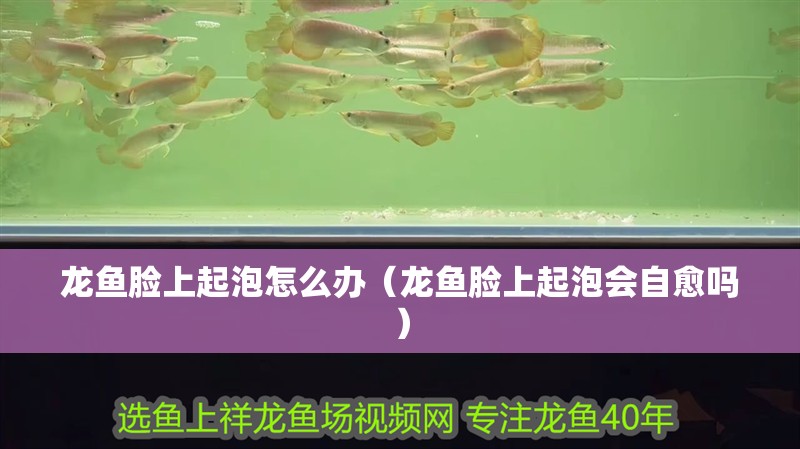 龍魚臉上起泡怎么辦（龍魚臉上起泡會自愈嗎）