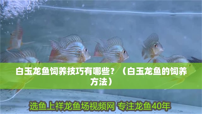 白玉龍魚飼養技巧有哪些？（白玉龍魚的飼養方法）