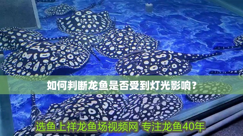 如何判斷龍魚是否受到燈光影響？