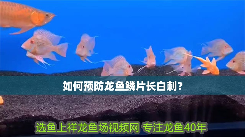 如何預防龍魚鱗片長白刺？