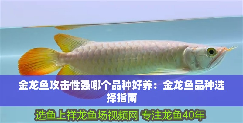 金龍魚攻擊性強哪個品種好養：金龍魚品種選擇指南