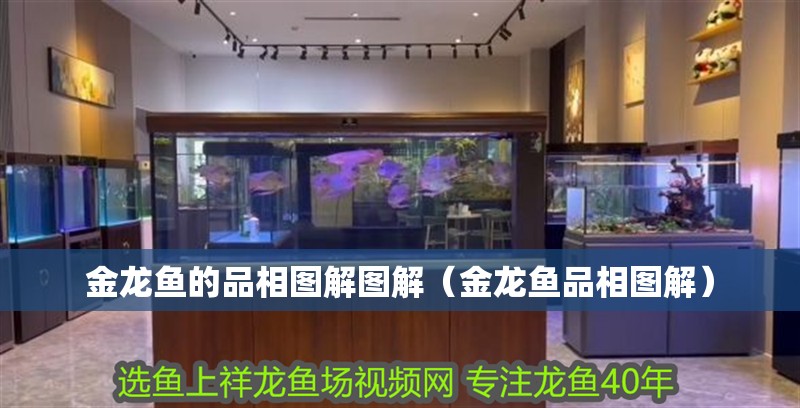 金龍魚的品相圖解圖解（金龍魚品相圖解）