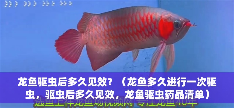 龍魚驅蟲后多久見效？（龍魚多久進行一次驅蟲，驅蟲后多久見效，龍魚驅蟲藥品清單）