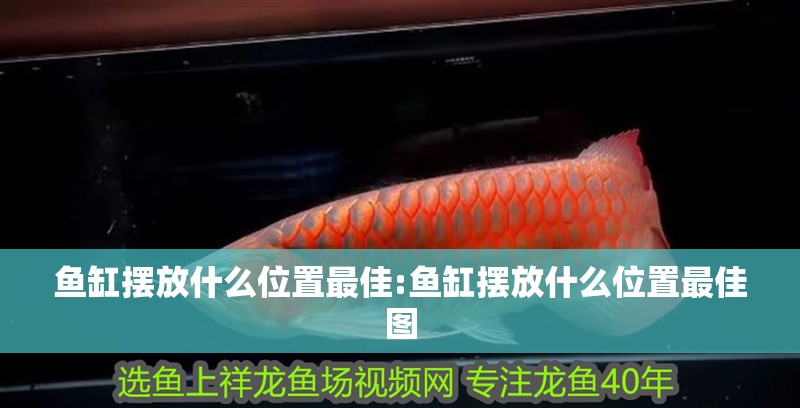 魚缸擺放什么位置最佳:魚缸擺放什么位置最佳圖