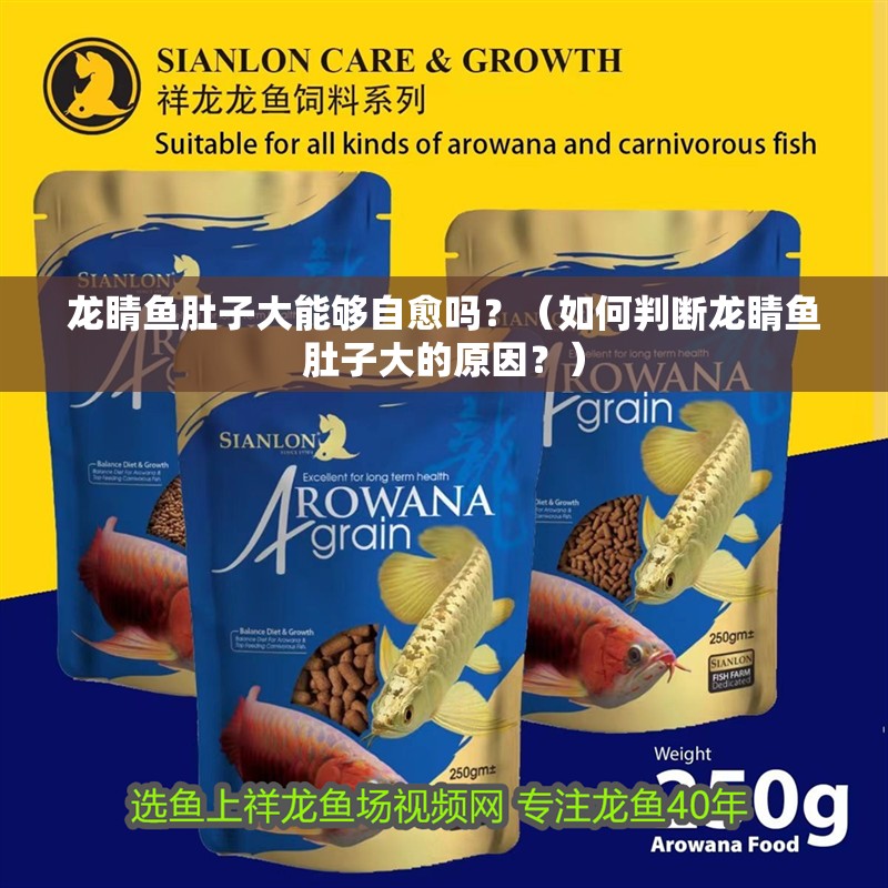 龍睛魚肚子大能夠自愈嗎？（如何判斷龍睛魚肚子大的原因？）