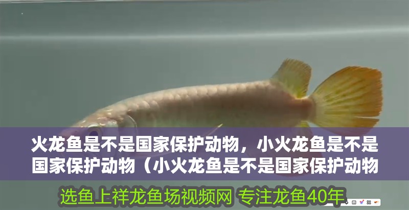 火龍魚是不是國家保護動物，小火龍魚是不是國家保護動物（小火龍魚是不是國家保護動物） 火龍魚是不是國家保護動物，小火龍魚是不是國家保護動物（小火龍魚是不是國家保護動物） 觀賞魚百科