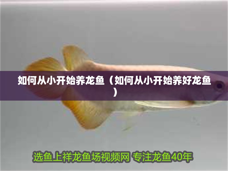 如何從小開始養龍魚（如何從小開始養好龍魚）