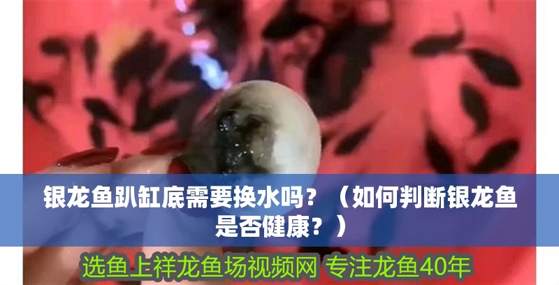 銀龍魚趴缸底需要換水嗎？（如何判斷銀龍魚是否健康？） 銀龍魚趴缸底需要換水嗎？（如何判斷銀龍魚是否健康？） 龍魚百科