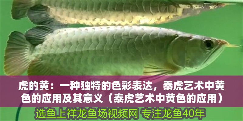 虎的黃：一種獨特的色彩表達，泰虎藝術中黃色的應用及其意義（泰虎藝術中黃色的應用） 虎的黃：一種獨特的色彩表達，泰虎藝術中黃色的應用及其意義（泰虎藝術中黃色的應用） 觀賞魚百科