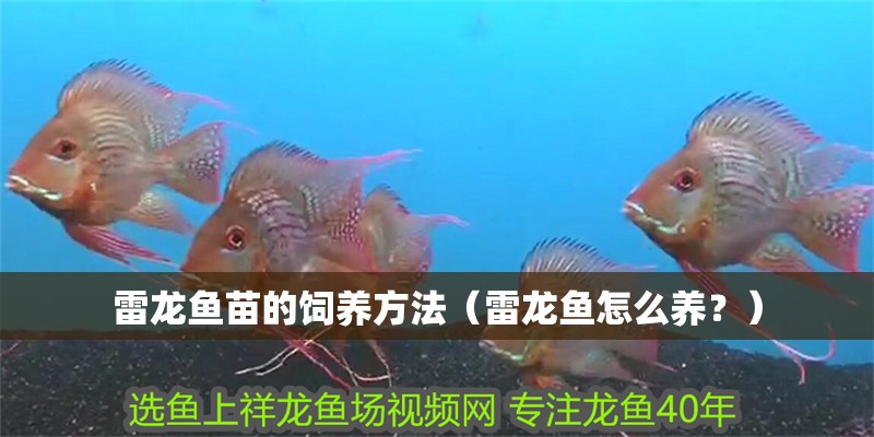 雷龍魚苗的飼養方法（雷龍魚怎么養？） 雷龍魚苗的飼養方法（雷龍魚怎么養？） 觀賞魚百科
