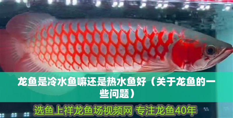 龍魚是冷水魚嘛還是熱水魚好（關于龍魚的一些問題）