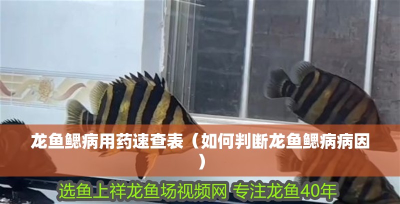 龍魚鰓病用藥速查表（如何判斷龍魚鰓病病因）