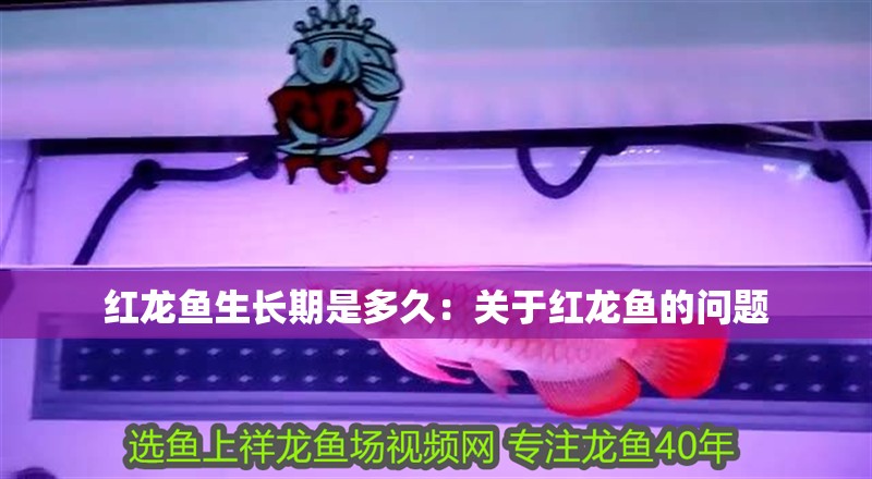 紅龍魚生長期是多久：關(guān)于紅龍魚的問題