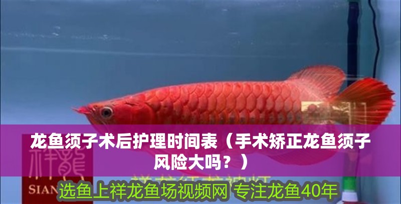 龍魚須子術后護理時間表（手術矯正龍魚須子風險大嗎？） 龍魚須子術后護理時間表（手術矯正龍魚須子風險大嗎？） 龍魚百科