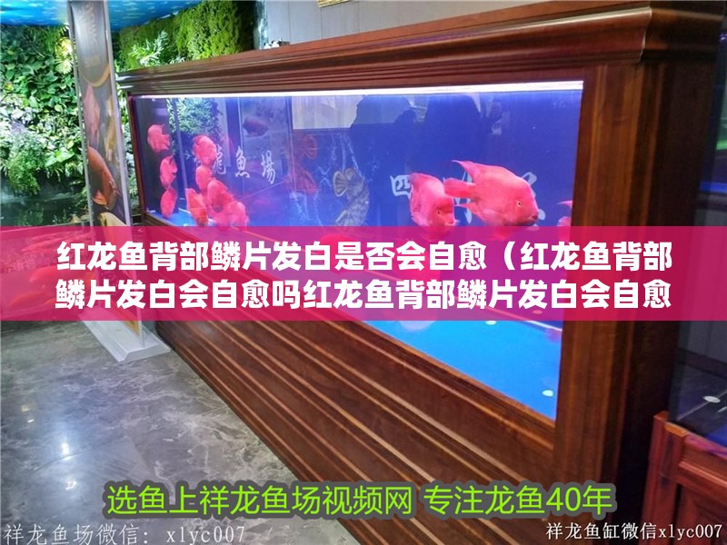 紅龍魚背部鱗片發白是否會自愈（紅龍魚背部鱗片發白會自愈嗎紅龍魚背部鱗片發白會自愈嗎）