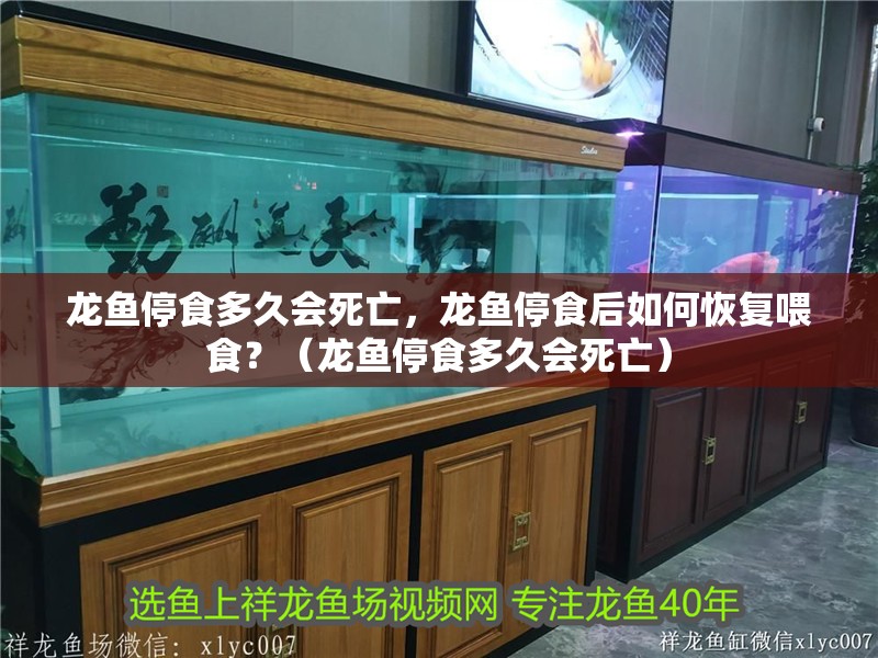 龍魚停食多久會(huì)死亡，龍魚停食后如何恢復(fù)喂食？（龍魚停食多久會(huì)死亡）