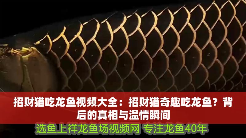 招財貓吃龍魚視頻大全：招財貓奇趣吃龍魚？背后的真相與溫情瞬間