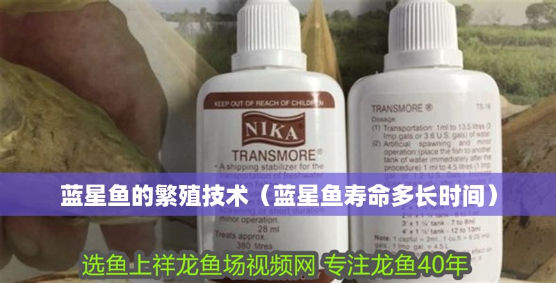 藍星魚的繁殖技術（藍星魚壽命多長時間） 藍星魚的繁殖技術（藍星魚壽命多長時間） 觀賞魚百科