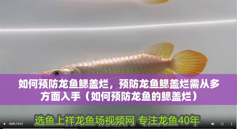 如何預防龍魚鰓蓋爛，預防龍魚鰓蓋爛需從多方面入手（如何預防龍魚的鰓蓋爛）