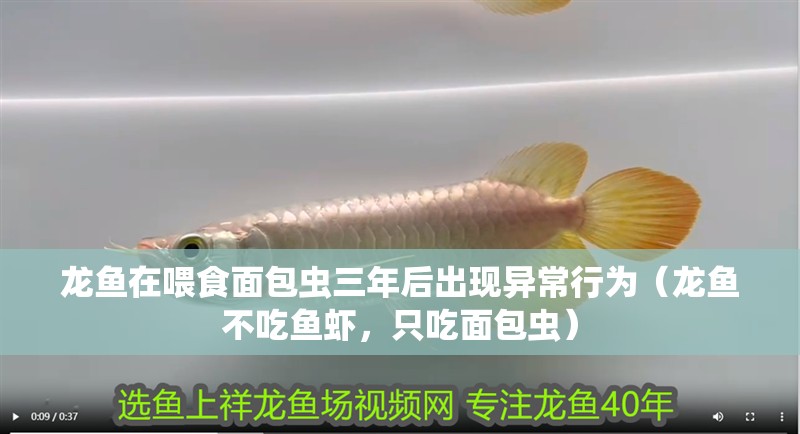 龍魚在喂食面包蟲三年后出現異常行為（龍魚不吃魚蝦，只吃面包蟲）