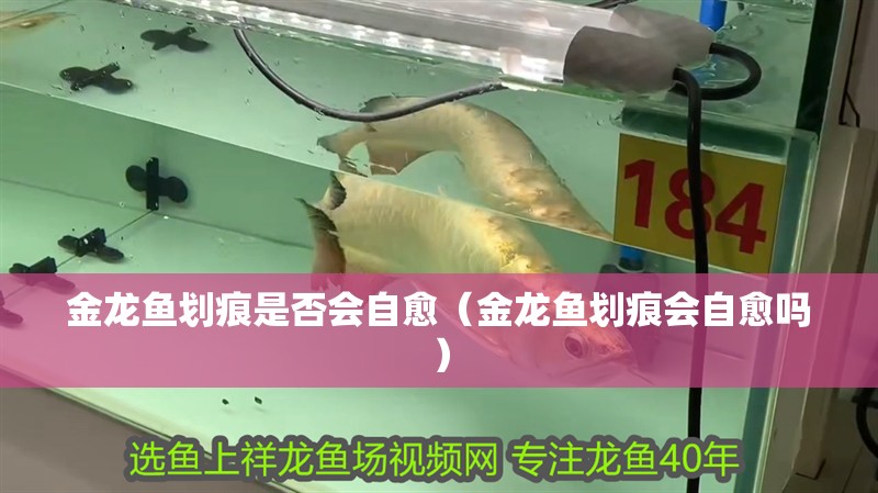 金龍魚劃痕是否會自愈（金龍魚劃痕會自愈嗎）