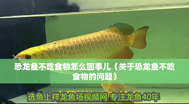 恐龍魚不吃食物怎么回事兒（關(guān)于恐龍魚不吃食物的問(wèn)題）