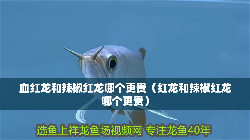 血紅龍和辣椒紅龍哪個更貴（紅龍和辣椒紅龍哪個更貴） 血紅龍和辣椒紅龍哪個更貴（紅龍和辣椒紅龍哪個更貴） 龍魚百科