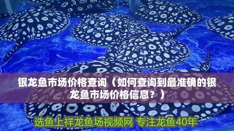 銀龍魚市場價格查詢（如何查詢到最準確的銀龍魚市場價格信息？）