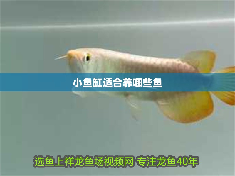 小魚缸適合養哪些魚
