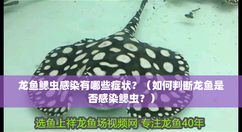 龍魚鰓蟲感染有哪些癥狀？（如何判斷龍魚是否感染鰓蟲？）