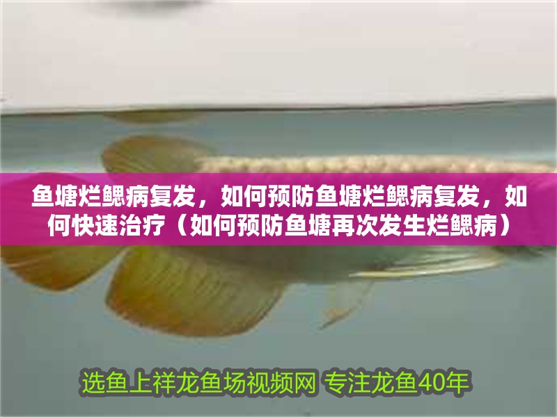 魚塘爛鰓病復發，如何預防魚塘爛鰓病復發，如何快速治療（如何預防魚塘再次發生爛鰓病）