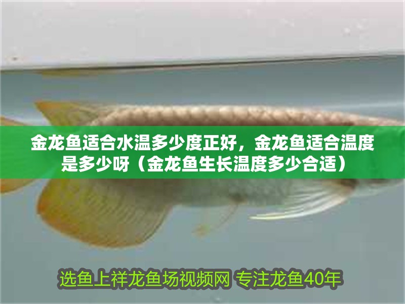 金龍魚適合水溫多少度正好，金龍魚適合溫度是多少呀（金龍魚生長溫度多少合適） 金龍魚適合水溫多少度正好，金龍魚適合溫度是多少呀（金龍魚生長溫度多少合適） 觀賞魚百科