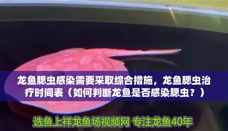 龍魚腮蟲感染需要采取綜合措施，龍魚腮蟲治療時間表（如何判斷龍魚是否感染腮蟲？）