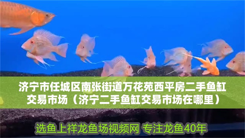 濟(jì)寧市任城區(qū)南張街道萬花苑西平房二手魚缸交易市場（濟(jì)寧二手魚缸交易市場在哪里）