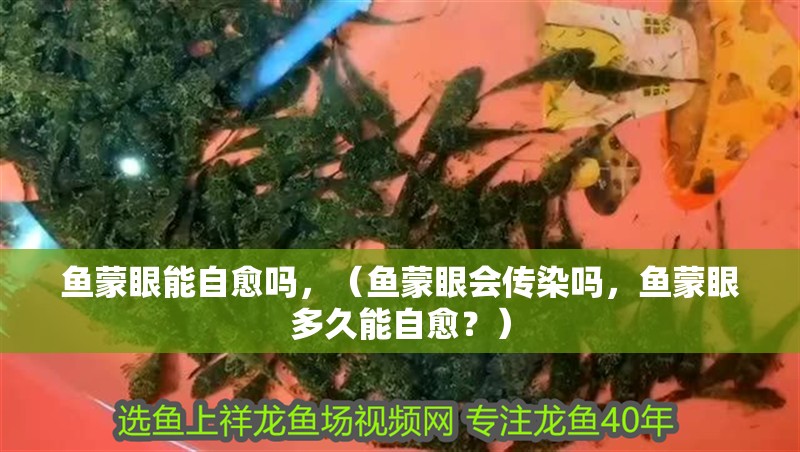 魚蒙眼能自愈嗎，（魚蒙眼會傳染嗎，魚蒙眼多久能自愈？）