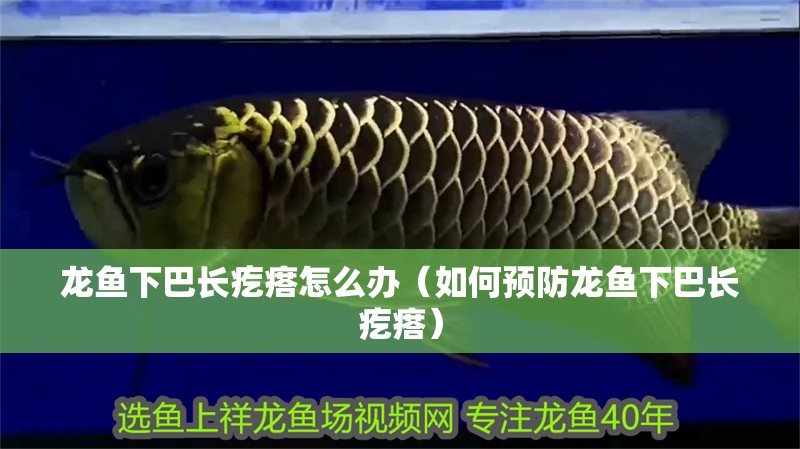 龍魚下巴長疙瘩怎么辦（如何預(yù)防龍魚下巴長疙瘩）