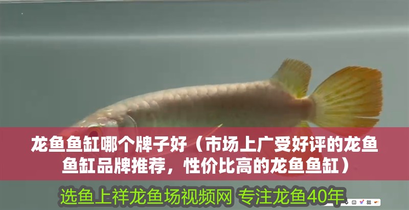 龍魚魚缸哪個牌子好（市場上廣受好評的龍魚魚缸品牌推薦，性價比高的龍魚魚缸） 龍魚魚缸哪個牌子好（市場上廣受好評的龍魚魚缸品牌推薦，性價比高的龍魚魚缸） 龍魚百科