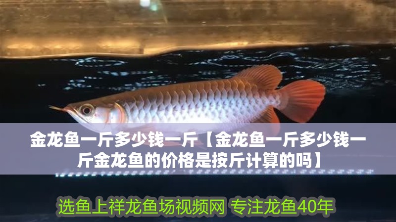 金龍魚一斤多少錢一斤【金龍魚一斤多少錢一斤金龍魚的價格是按斤計算的嗎】