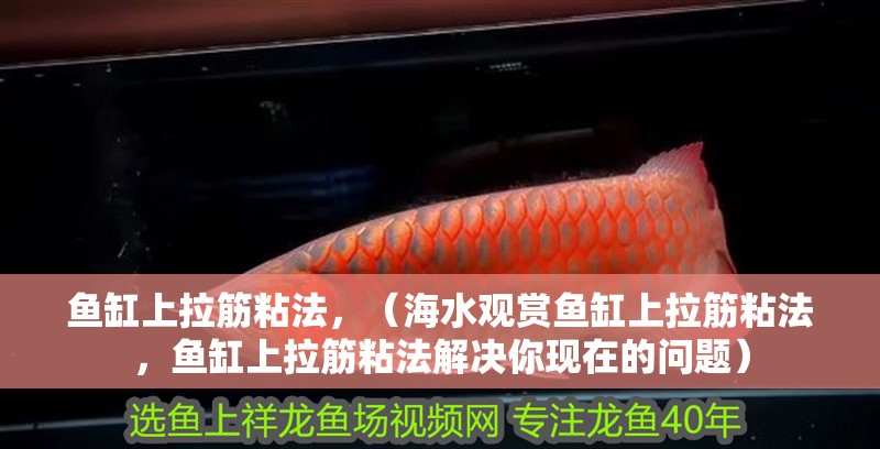 魚缸上拉筋粘法，（海水觀賞魚缸上拉筋粘法，魚缸上拉筋粘法解決你現在的問題）