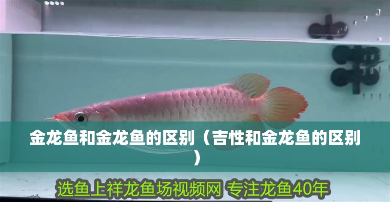 金龍魚和金龍魚的區(qū)別（吉性和金龍魚的區(qū)別）