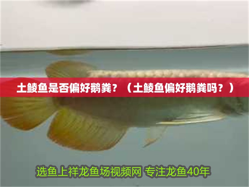 土鯪魚是否偏好鵝糞？（土鯪魚偏好鵝糞嗎？）