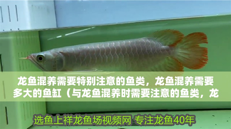 龍魚混養需要特別注意的魚類，龍魚混養需要多大的魚缸（與龍魚混養時需要注意的魚類，龍魚混養需要特別注意）