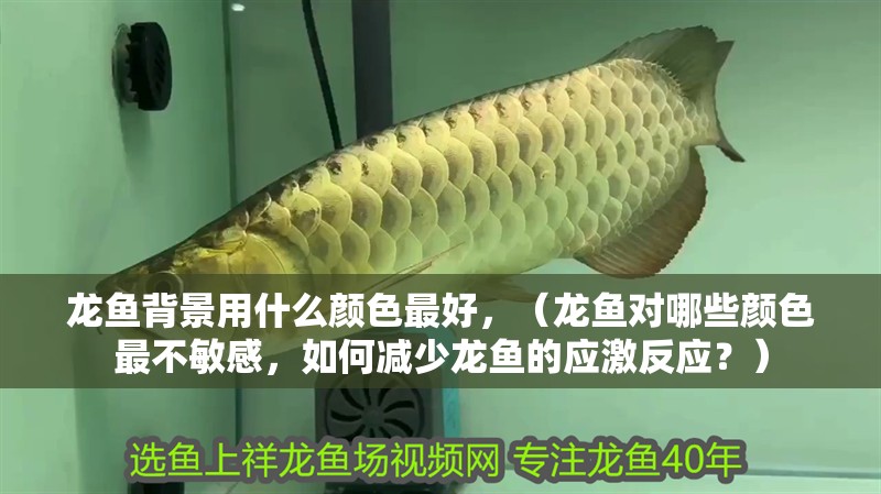 龍魚背景用什么顏色最好，（龍魚對哪些顏色最不敏感，如何減少龍魚的應激反應？）