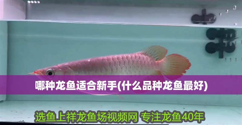 哪種龍魚適合新手(什么品種龍魚最好)