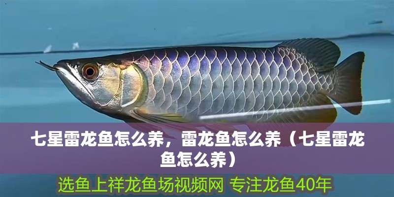 七星雷龍魚怎么養，雷龍魚怎么養（七星雷龍魚怎么養）