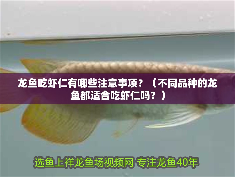 龍魚吃蝦仁有哪些注意事項？（不同品種的龍魚都適合吃蝦仁嗎？）